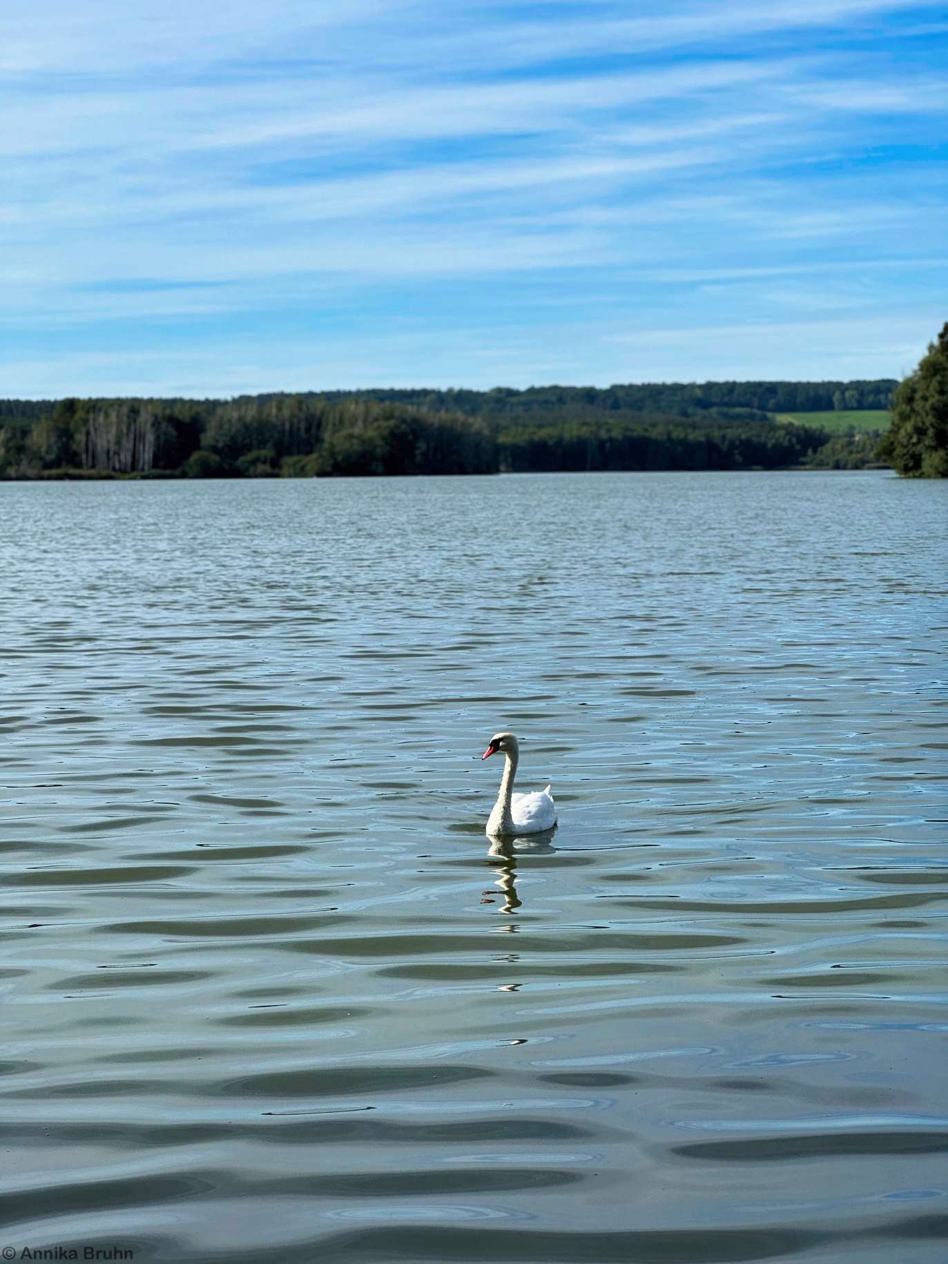 Schwan auf dem Brombachsee